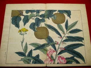 2 - 30 Japanese flower SHIKI Woodblock print BOOK 5