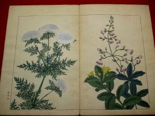 2 - 30 Japanese flower SHIKI Woodblock print BOOK 7