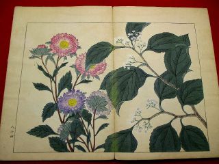 2 - 30 Japanese flower SHIKI Woodblock print BOOK 8