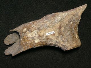 8600y.  O: Stunning Antler Ax Axe 170mms Danish Stone Age Mesolithic Maglemose Cul