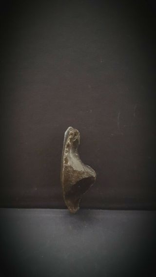Stunning Minature Upper Paleolithic/ Mesolithic Portable Rock Art Venus Figurine