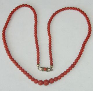 Natural Dark Red Coral Necklace With Silver Clasp Rare Ca.  1900