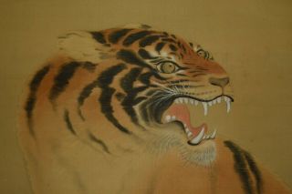 Japanese Painting Hanging Scroll Japan Tiger Antique Vintage Picture Aged D402