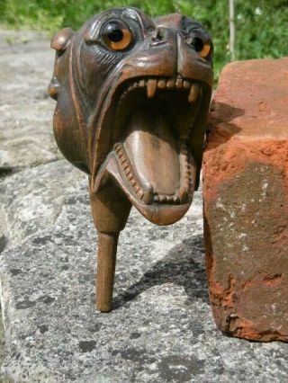 MAGNIFICENT 19thc BLACK FOREST OAK CARVED BULLDOG ORIG AMBER GLASS EYES C.  1860 ' s 5