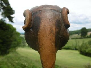 MAGNIFICENT 19thc BLACK FOREST OAK CARVED BULLDOG ORIG AMBER GLASS EYES C.  1860 ' s 7