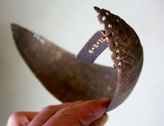 early collected coconut spoon with museum provenance 5