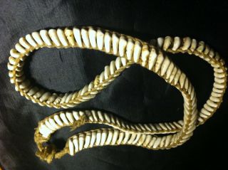 Old Papua Guinea Cowrie Shell Currency Belt