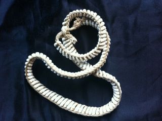 old Papua Guinea cowrie shell currency belt 4