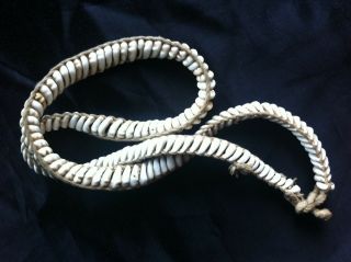 old Papua Guinea cowrie shell currency belt 5