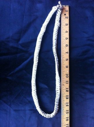 old Papua Guinea cowrie shell currency belt 6