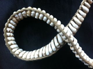 old Papua Guinea cowrie shell currency belt 7