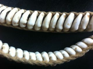 old Papua Guinea cowrie shell currency belt 8