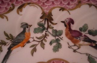 Antique Early 19thC English Porcelain Bird Scene Cup & Saucer Porzellan Teller 3