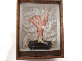 Estate Ornately Carved Pink/white Coral Statue On Wooden Base W/ Display 207.  7g