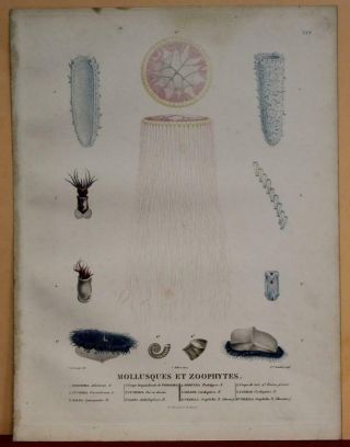 Mollusca & Zoophytes Australia 1812 Freycinet Unusual Antique Zoological Plate