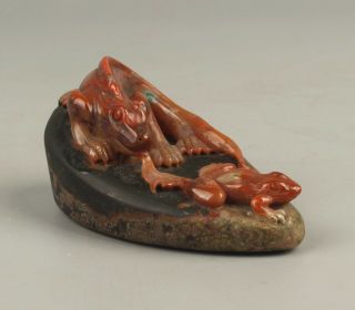Chinese Exquisite Hand carved Lizard and frog carving Alashan rocks statue 5