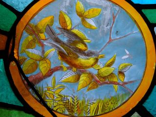 Painted Bird Victorian English Antique Stained Glass Window Circa 1870