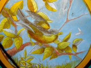 Painted Bird Victorian English Antique Stained Glass Window Circa 1870 4