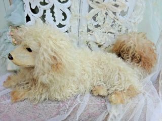 and RARE POODLE DOG WITH SWIVEL HEAD REAL DOG HAIR GLASS EYES 1930 th 3