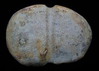 Big Old Aboriginal Collared Stone Axe Ingham Qld 19cm