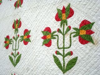 Antique vtg late 1800 ' s Carolina Lily Quilt 16 flower applique patchwork 3