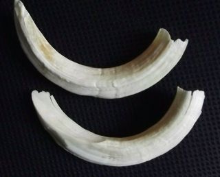 2x Very Old Wild Boar Tusks