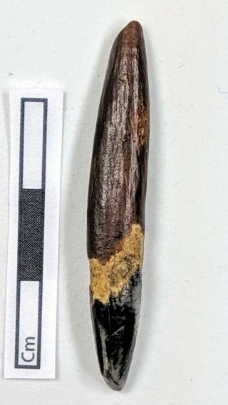 Early Upper Palaeolithic Organic Busqué Burin & Awl On A Fox Tooth 40 - 30k