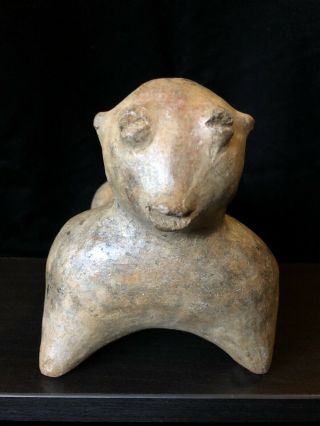 Pre Columbian,  West Mexico,  Nayarit Chinesco Dog,  250BCE - 250CE 2
