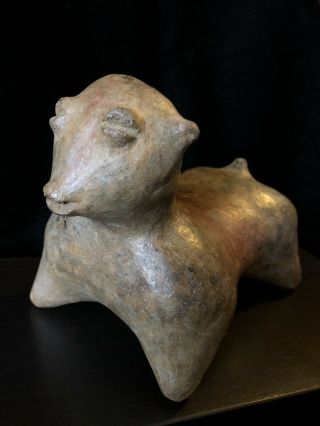 Pre Columbian,  West Mexico,  Nayarit Chinesco Dog,  250BCE - 250CE 5