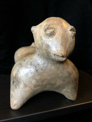 Pre Columbian,  West Mexico,  Nayarit Chinesco Dog,  250BCE - 250CE 8