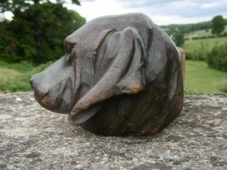 19thc BLACK FOREST OAK CARVED BLOODHOUND DOG HEAD C.  1870 ' s 4