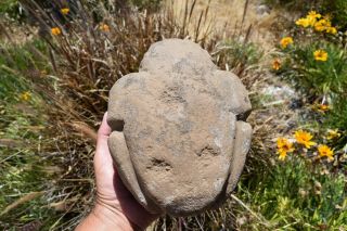 ANASAZI MESCALA SINAGUA pre columbian stone frog 6