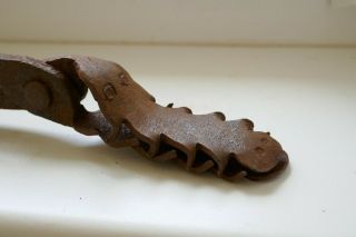 VERY RAR Antique Crocodile Pliers,  Witch,  Torture,  Germany/Austria 18 Cen. 3
