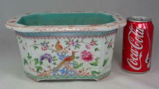 Antique Chinese 19th c Famille Rose Porcelain Planter Golden Pheasants Qing Bird 9