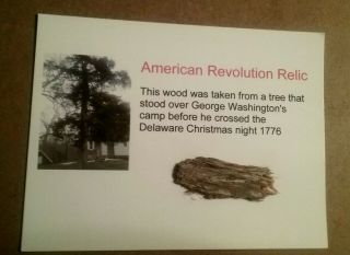 Y1 Witness Wood Revwar Relic Washington Crossing Dec.  1776 Encampment Tree