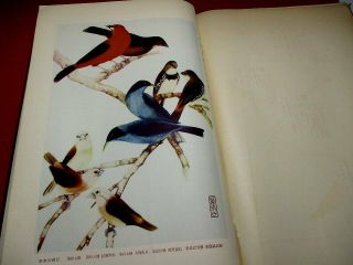 10 - 155 RARE Japanese Bird tanigami konan Woodblock print BOOK 12