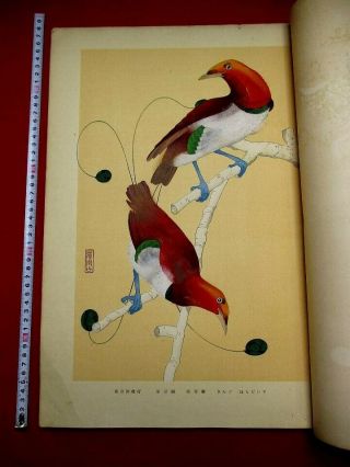 10 - 155 Rare Japanese Bird Tanigami Konan Woodblock Print Book