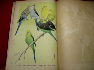 10 - 155 RARE Japanese Bird tanigami konan Woodblock print BOOK 9