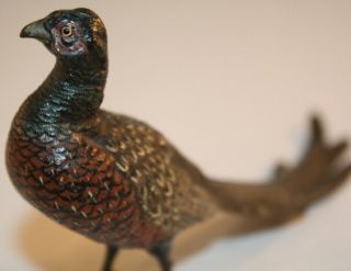 Franz Bergmann Vienna Bronze Cold Painted Pheasant Geschutzt 5