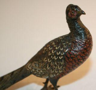 Franz Bergmann Vienna Bronze Cold Painted Pheasant Geschutzt 7