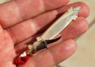 Vintage Solomon Island Native Fish Hook Shell Lure Melanesian Guinea Fishing 4