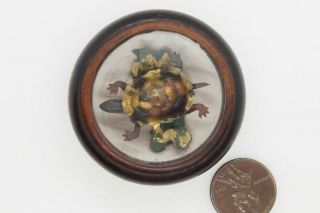 Fab Antique Treen / Wood Animated Moving & Jiggling Turtle Novelty Box