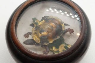 FAB ANTIQUE TREEN / WOOD ANIMATED MOVING & JIGGLING TURTLE NOVELTY BOX 5