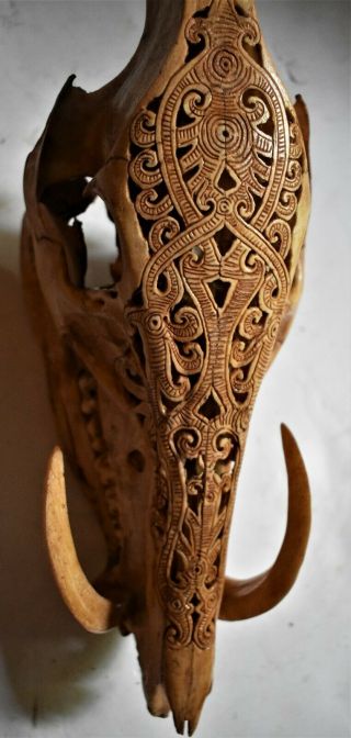 Orig $399 - Dayak Shamans Carved Wild Boar Skull 1900s 13in Prov