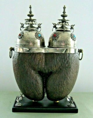 Rare Anglo Indian Coco De Mer Nut Seychelles Double Coconut Tea Caddy Box,  15 " H
