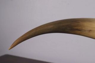 Antique French Hunting Horn on Bronze Base Cornucopia Cattle/Cow Horn 7