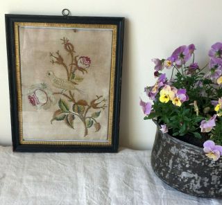 Antique Georgian English Silk Work Embroidery Bird & Roses In Frame