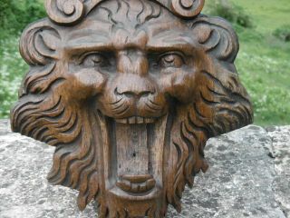 GOTHIC OAK CARVED LION HEAD WITH SCROLLED CROWN 7