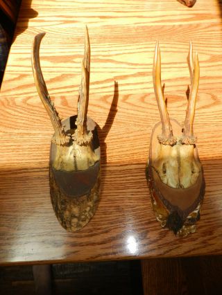2 Vintage German Roe Deer Buck Antlers On A Piece Of Wood & Vintage Chamois Horn
