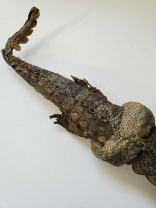 unique rare antique african sudanese short sword dagger baby crocodile sheath 10